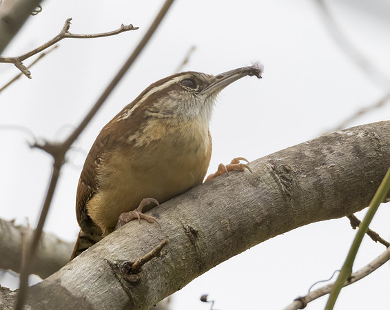 Carolina Wren 01