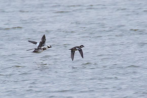 Bufflehead_02