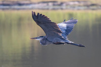 Great Blue Heron 01