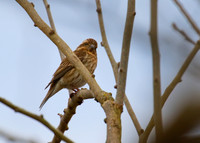 Purple Finch 04