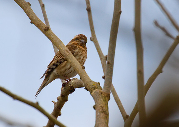 Purple Finch 04