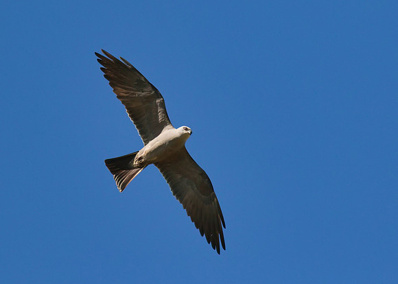 Mississippi_Kite_09