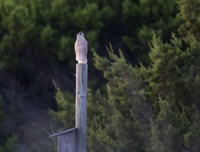 Coopers Hawk