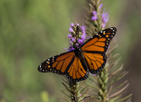 Monarch