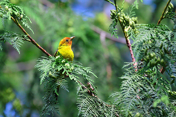 Western Tanager 01