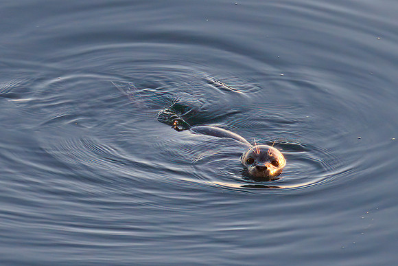 Seal 03