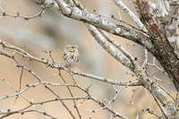 Savannah_Sparrow_01