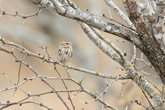Savannah_Sparrow_01