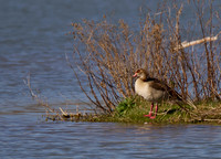 Egyptian Goose 02