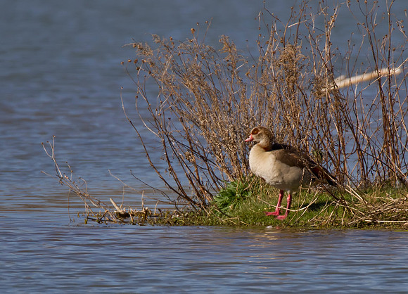 Egyptian Goose 02