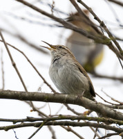 Carolina Wren 02