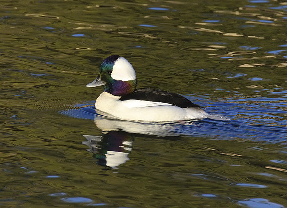Bufflehead 07