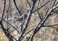 LeContes Sparrow 02