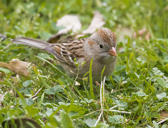 Field Sparrow 01