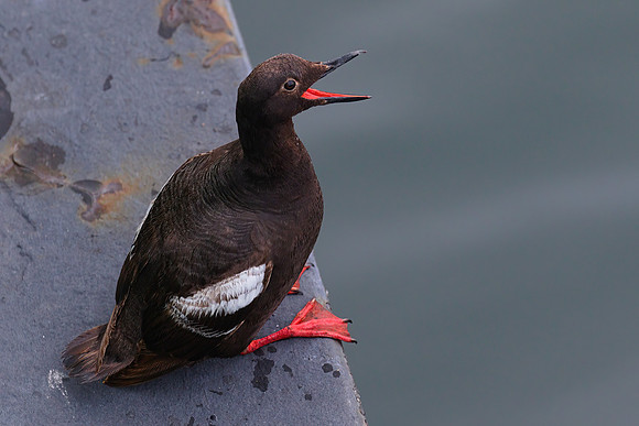Pigeon Guillemot 01