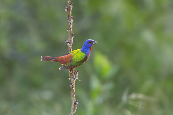 Painted_Bunting_01