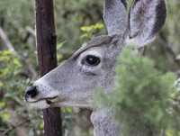 Mule_Deer_02