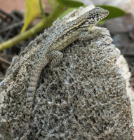 Northern Curlytail Lizard 01