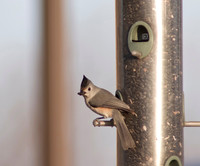 Black Crested Titmouse