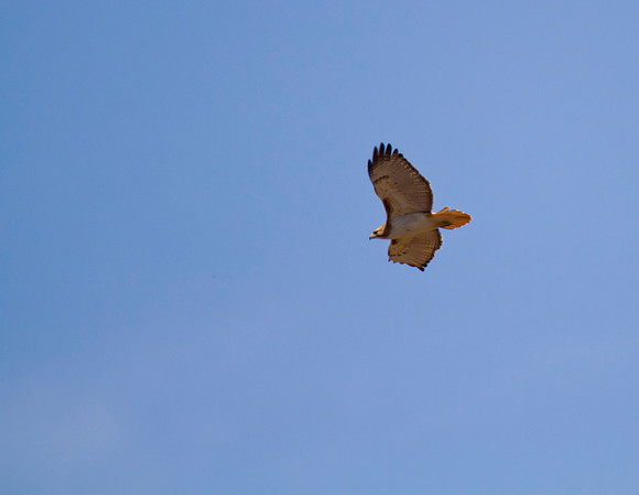 Red Tail Hawk 06