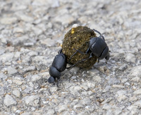 Dung Beetle 01