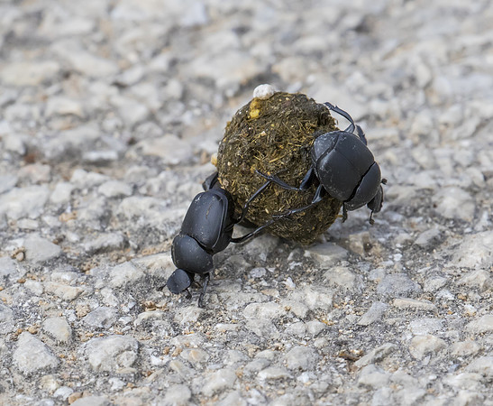Dung Beetle 01