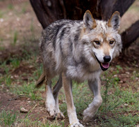 Mexican Gray Wolf