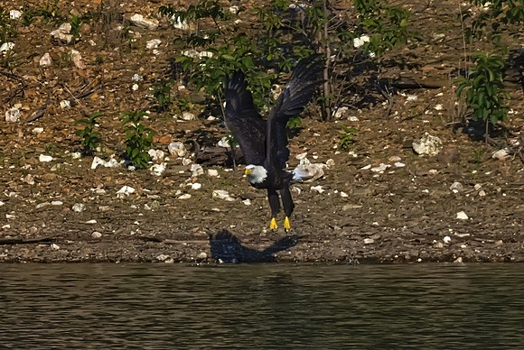 Bald Eagle 12