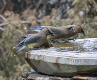 Cedar Waxwing 01