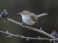 Bewicks Wren 01