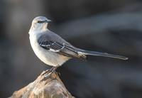 Mocking Bird 02