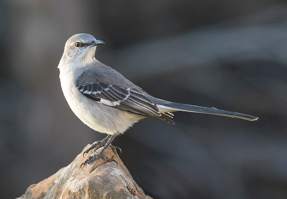 Mocking Bird 02