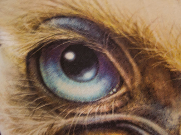the eye