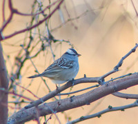 White Crowned Sparrow 05