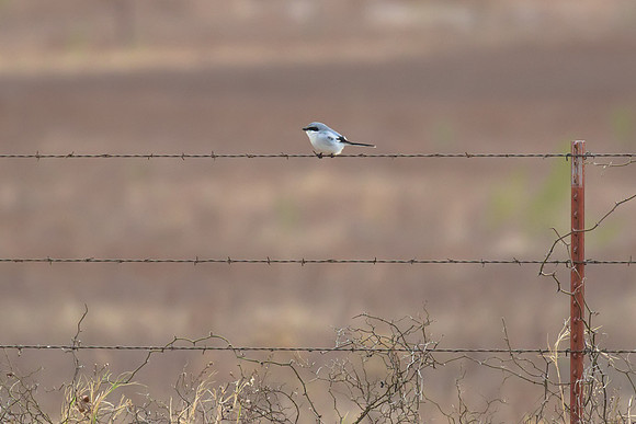 Shrike_01