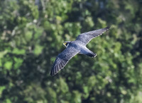 Peregrine Falcon