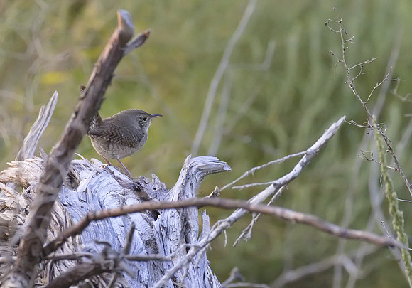 House Wren 01