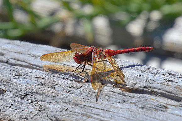Cardinal Meadowhawk 01