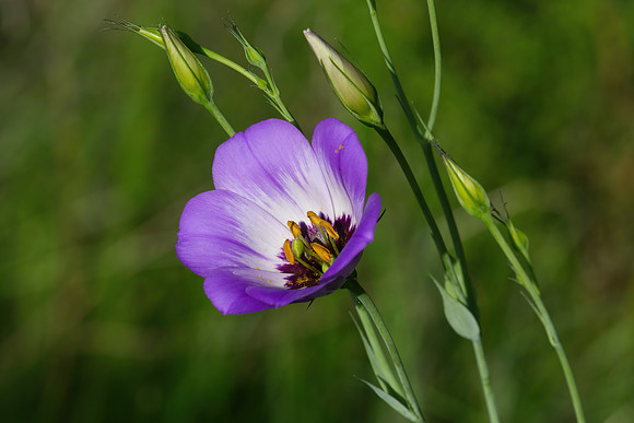 Showy_Prairie_Gentian_01