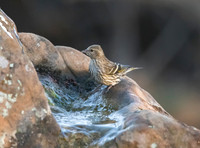 Pine Siskin
