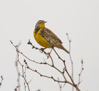 Western Meadowlark 02