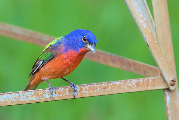 Painted Bunting 01