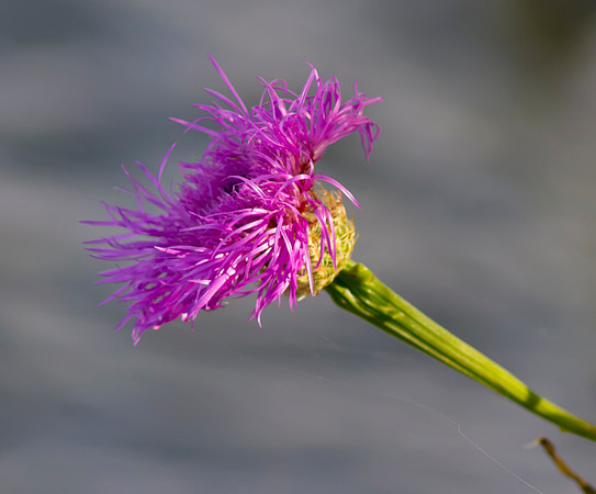 Basket Flower