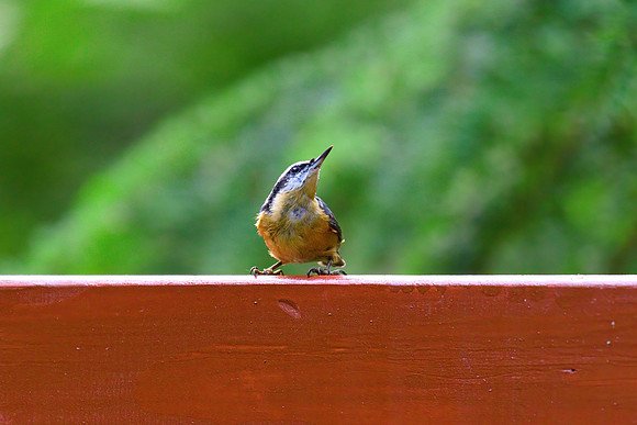 Red Breasted Nuthatch 02
