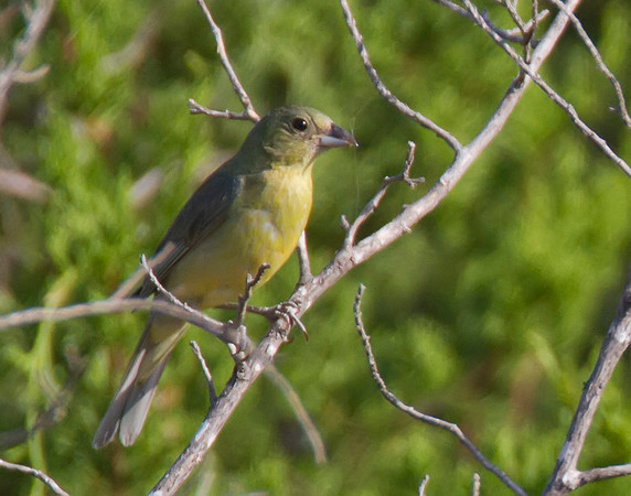Painted Buting Female