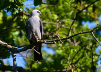 Mississippi_Kite_13
