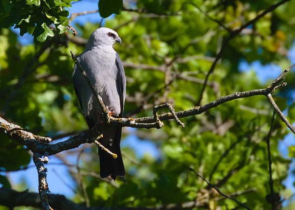 Mississippi_Kite_13