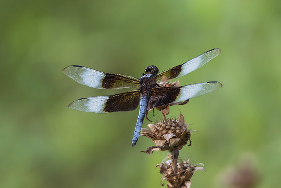 Widow Skimmer