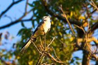 Scissor Tailed Flycatcher 02