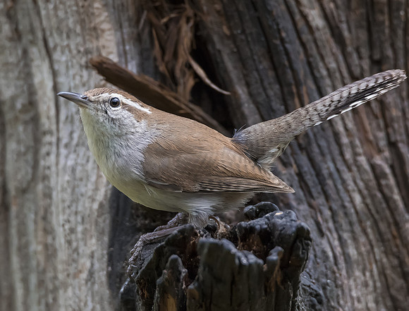 Carolina Wren 03